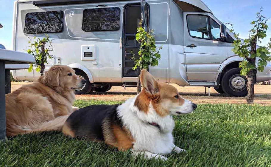Camper con animali: 10 consigli per un viaggio unico 2 camper con animali open air