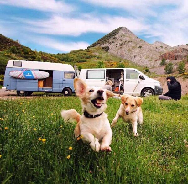camper con animali copertina