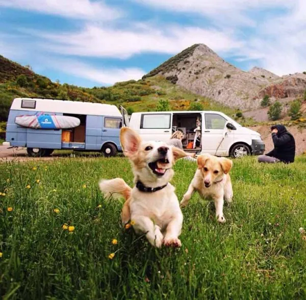 camper con animali copertina