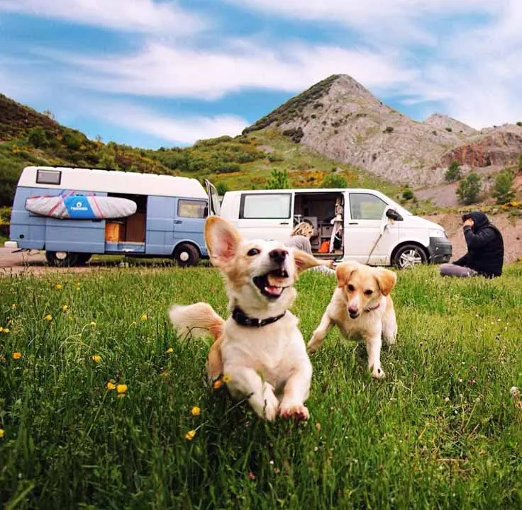 camper con animali copertina