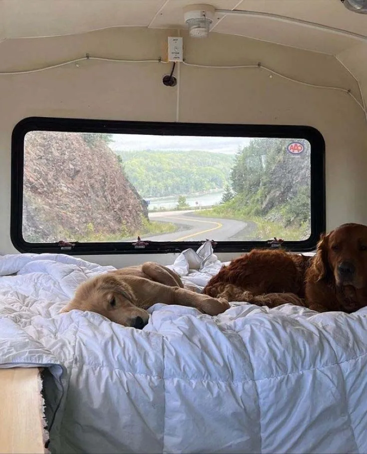Camper con animali: 10 consigli per un viaggio unico 1 camper con animali interni